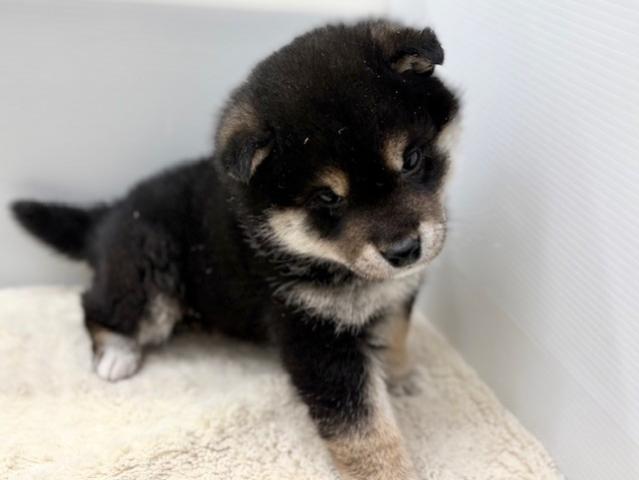 新潟県の柴犬(標準サイズ) (ペットアミ 新潟西店/2026年12月12日生まれ/男の子/フォーンホワイト)の子犬の3枚目の画像