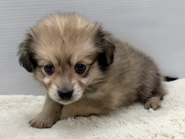 MIXマルチーズ×トイプードル