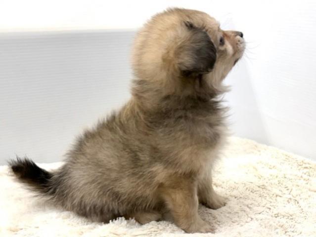 MIXマルチーズ×トイプードル