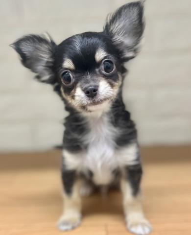 チワワ（ロングコート）