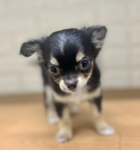 チワワ（ロングコート）