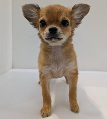 チワワ（ロングコート）子犬