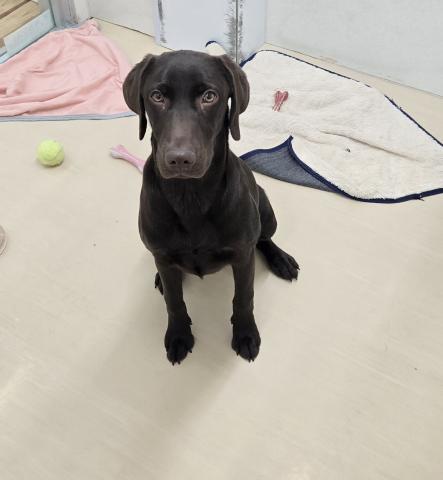 ラブラドールレトリーバー