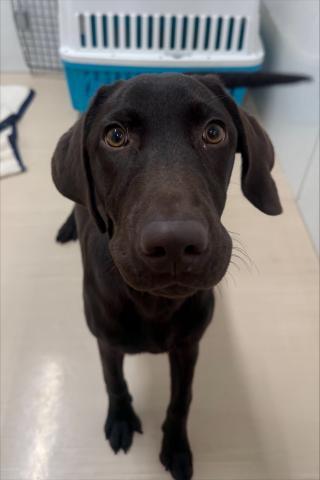 ラブラドールレトリーバー