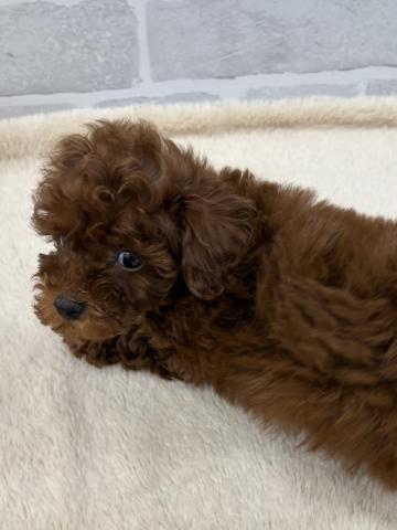三重県のトイプードル(トイ) (ペットアミ 松阪店/2025年11月15日生まれ/女の子/レッド)の子犬の3枚目の画像