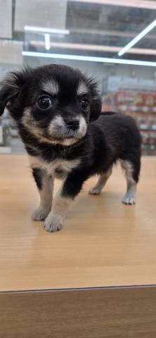 三重県のチワワ(ロング) (ペットアミ 松阪店/2025年11月28日生まれ/女の子/ブラックタン)の子犬の3枚目の画像