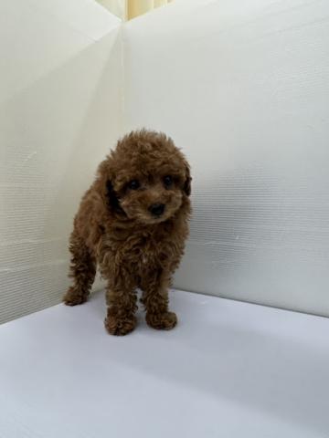 秋田県のトイプードル(トイ) (ペットアミ 本荘インター店/2025年12月6日生まれ/女の子/レッド)の子犬の4枚目の画像