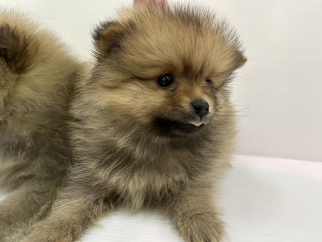 秋田県のポメラニアン (ペットアミ 秋田卸町店/2025年12月4日生まれ/男の子/オレンジ)の子犬の2枚目の画像