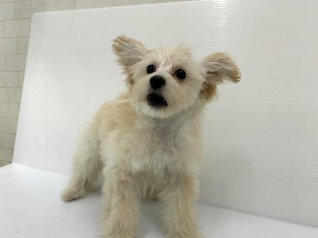 秋田県のポメプー(ポメラニアン×プードル) (ペットアミ 秋田卸町店/2025年10月20日生まれ/男の子/アプリコット)の子犬の2枚目の画像