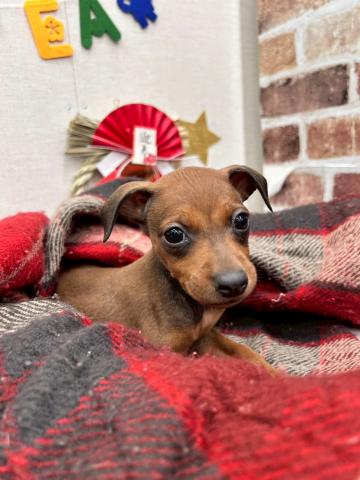 秋田県のハーフ犬・ミックス犬 (ペットアミ 能代東インター店/2025年11月20日生まれ/男の子/レッド)の子犬の3枚目の画像