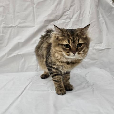 大阪府のMIX（雑種） (NICO PET Select 和泉中央店/2025年7月25日生まれ/男の子/ブラウンタビー)の子猫の3枚目の画像