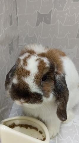 ブロークントーティスシェル