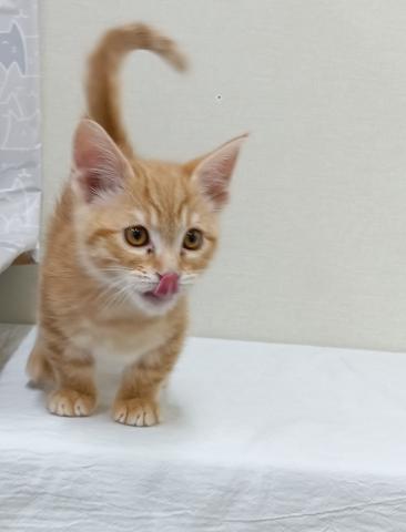 富山県のマンチカン (ペットアミ宮野店/2025年11月14日生まれ/男の子/レッドマッカレルタビー)の子猫の1枚目の画像