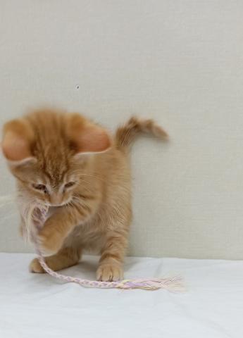 富山県のマンチカン (ペットアミ宮野店/2025年11月14日生まれ/男の子/レッドマッカレルタビー)の子猫の3枚目の画像