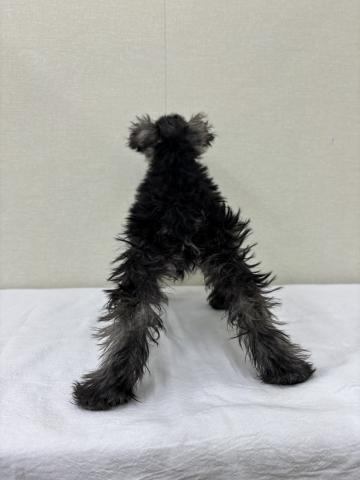 富山県のミニチュアシュナウザー (ペットアミ宮野店/2025年11月8日生まれ/男の子/ソルトペッパー)の子犬の3枚目の画像