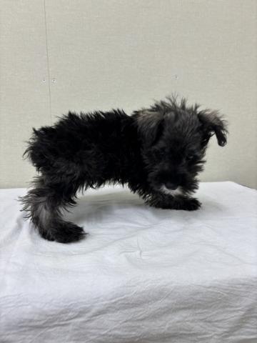 富山県のミニチュアシュナウザー (ペットアミ宮野店/2025年11月8日生まれ/男の子/ソルトペッパー)の子犬の4枚目の画像