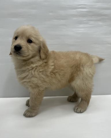 和歌山県のゴールデンレトリバー (ペットアミ 岩出店/2025年11月15日生まれ/女の子/ゴールド)の子犬の3枚目の画像