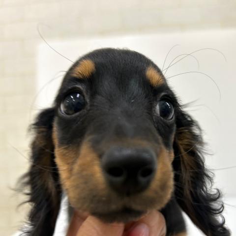 秋田県のミニチュアダックスフンド(ロング) (ペットアミ 秋田卸町店/2025年12月3日生まれ/女の子/ブラックタン)の子犬