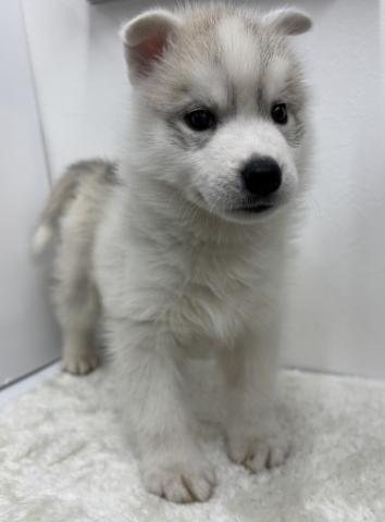 和歌山県のシベリアンハスキー (ペットアミ 那賀店/2025年12月12日生まれ/男の子/シルバーホワイト)の子犬の2枚目の画像