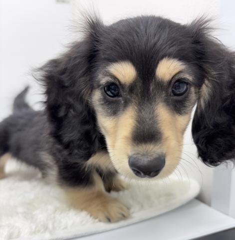 和歌山県のミニチュアダックスフンド(ロング) (ペットアミ 那賀店/2025年11月4日生まれ/男の子/ブラックイエロー)の子犬の3枚目の画像