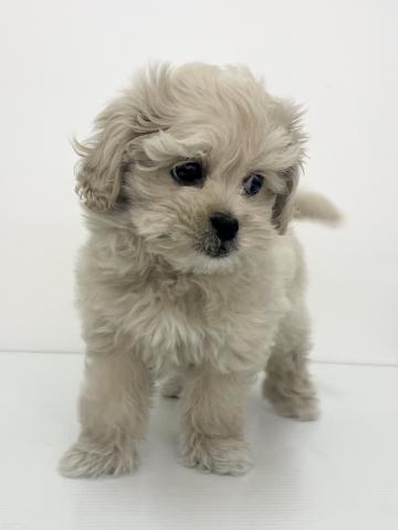 新潟県のハーフ犬・ミックス犬 (ペットアミ 新発田店/2025年9月27日生まれ/男の子/クリーム)の子犬の3枚目の画像