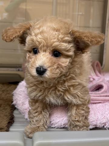 三重県のビションプー(ビションフリーゼ×プードル) (ペットアミ 松阪店/2025年11月23日生まれ/男の子/アプリコット)の子犬の2枚目の画像