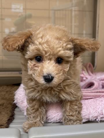 三重県のビションプー(ビションフリーゼ×プードル) (ペットアミ 松阪店/2025年11月23日生まれ/男の子/アプリコット)の子犬の3枚目の画像