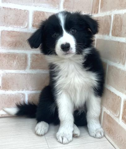 ボーダーコリー