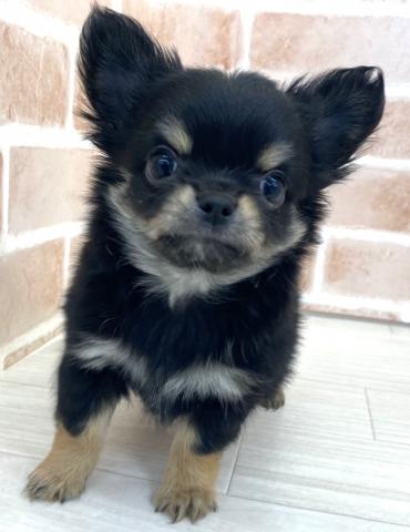 チワワ（ロングコート）