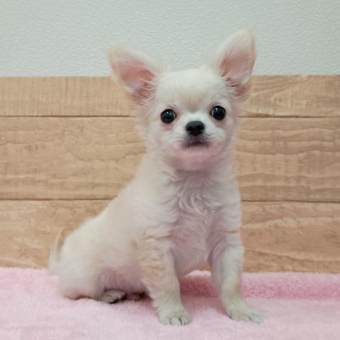 チワワ（ロングコート）