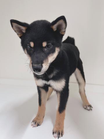 新潟県の柴犬(標準サイズ) (ペットアミ 三条四日町店/2025年9月13日生まれ/男の子/ブラック)の子犬の2枚目の画像