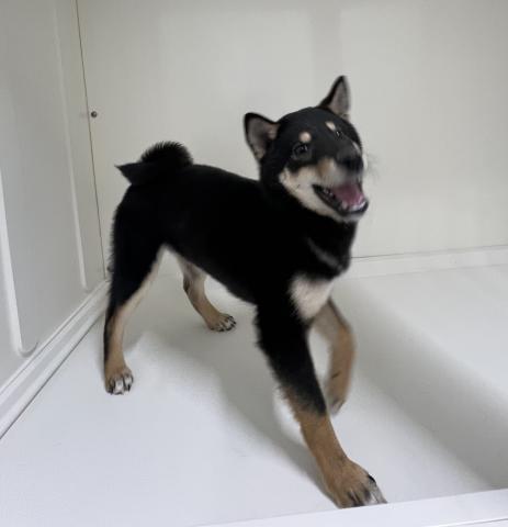 新潟県の柴犬(標準サイズ) (ペットアミ 三条四日町店/2025年9月13日生まれ/男の子/ブラック)の子犬の3枚目の画像