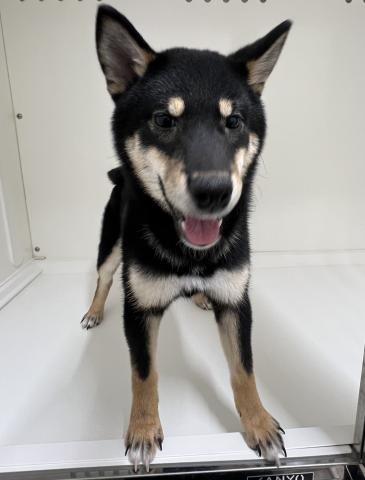 新潟県の柴犬(標準サイズ) (ペットアミ 三条四日町店/2025年9月13日生まれ/男の子/ブラック)の子犬の4枚目の画像