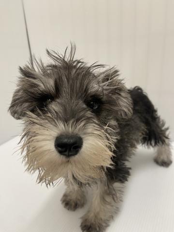 ミニチュアシュナウザー