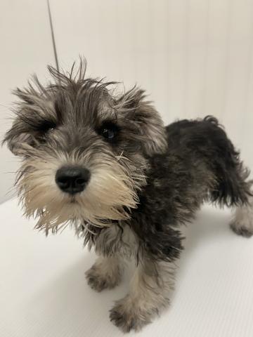 岩手県のミニチュアシュナウザー (ペットアミ 北上店/2025年12月19日生まれ/女の子/ソルトペッパー)の子犬の2枚目の画像