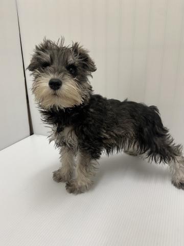 岩手県のミニチュアシュナウザー (ペットアミ 北上店/2025年12月19日生まれ/女の子/ソルトペッパー)の子犬の3枚目の画像