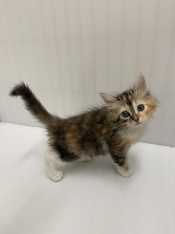 岩手県のサイベリアン (ペットアミ 北上店/2025年12月15日生まれ/女の子/キャリコ)の子猫の1枚目の画像