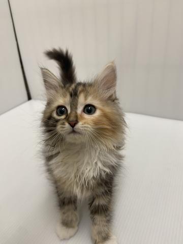 岩手県のサイベリアン (ペットアミ 北上店/2025年12月15日生まれ/女の子/キャリコ)の子猫の3枚目の画像