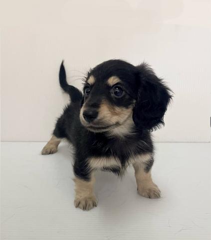 ミニチュアダックスフンド