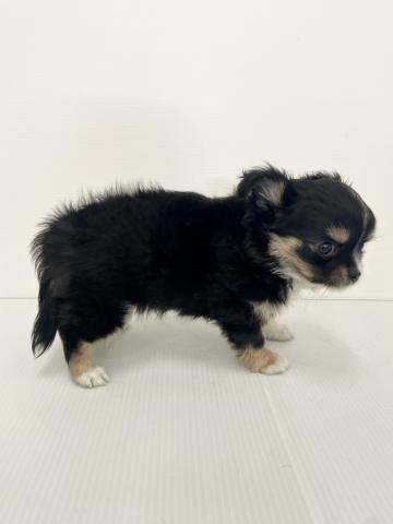 チワワ（ロングコート）