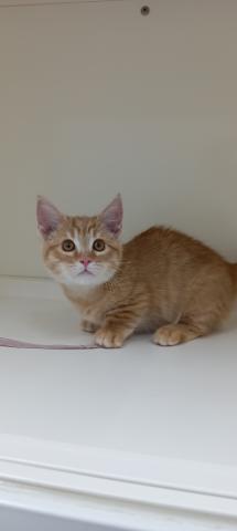 富山県のマンチカン (ペットアミ宮野店/2025年11月14日生まれ/男の子/レッドマッカレルタビー)の子猫の1枚目の画像