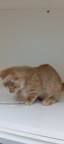 富山県のマンチカン (ペットアミ宮野店/2025年11月14日生まれ/男の子/レッドマッカレルタビー)の子猫の2枚目の画像