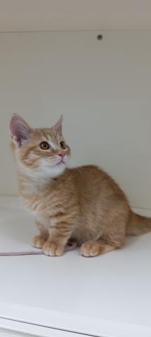 富山県のマンチカン (ペットアミ宮野店/2025年11月14日生まれ/男の子/レッドマッカレルタビー)の子猫の3枚目の画像