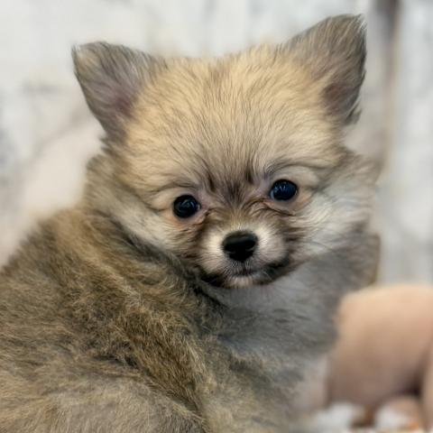 MIXポメラニアン×チワワ