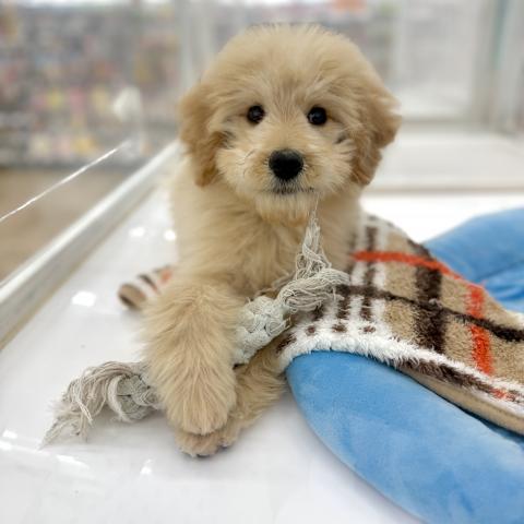 MIXスタンダードプードル×ゴールデンレトリバー