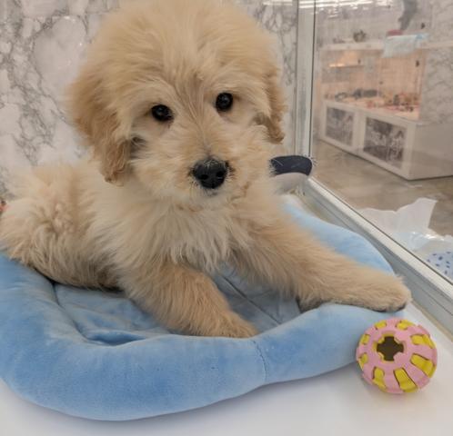 MIXスタンダードプードル×ゴールデンレトリバー