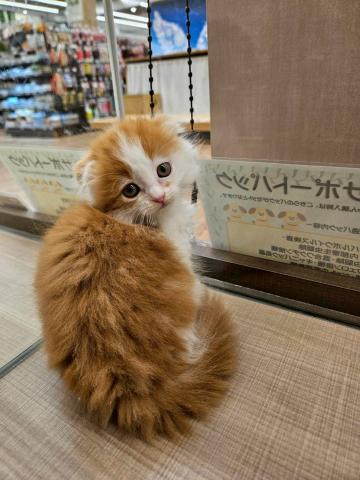 スコティッシュフォールド