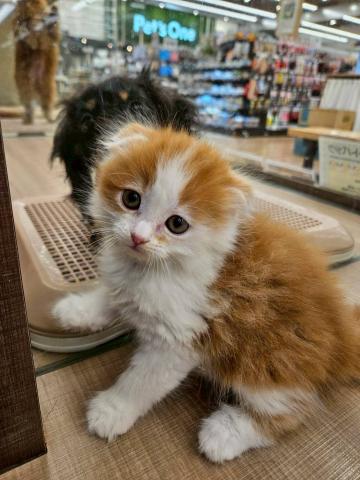 スコティッシュフォールド