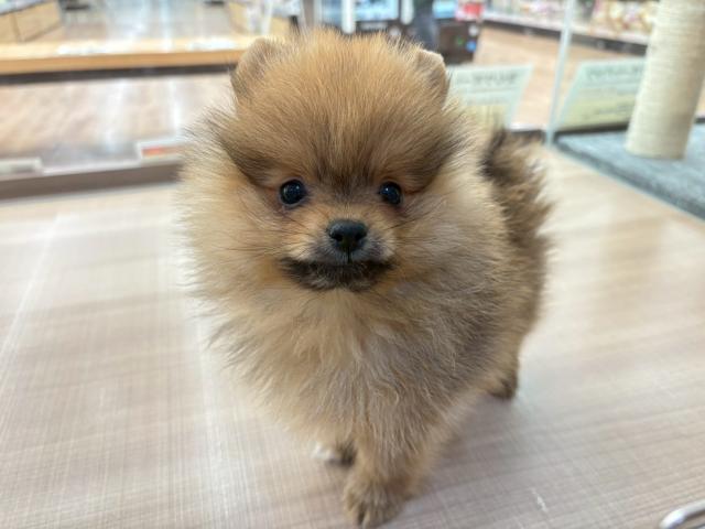 埼玉県のポメラニアン (ペッツワン 川島店/2025年12月16日生まれ/男の子/オレンジ)の子犬の1枚目の画像