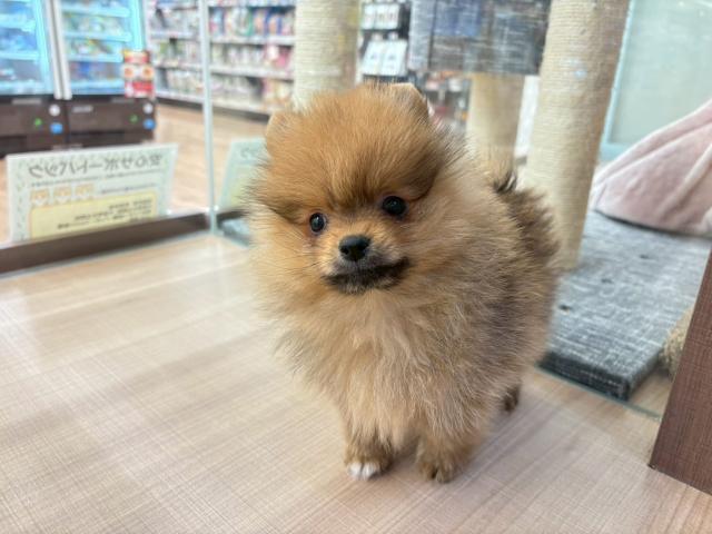 埼玉県のポメラニアン (ペッツワン 川島店/2025年12月16日生まれ/男の子/オレンジ)の子犬の2枚目の画像